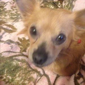 Meet your Posher, Bonnie